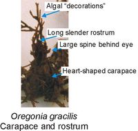 Image of Oregonia Dana 1851