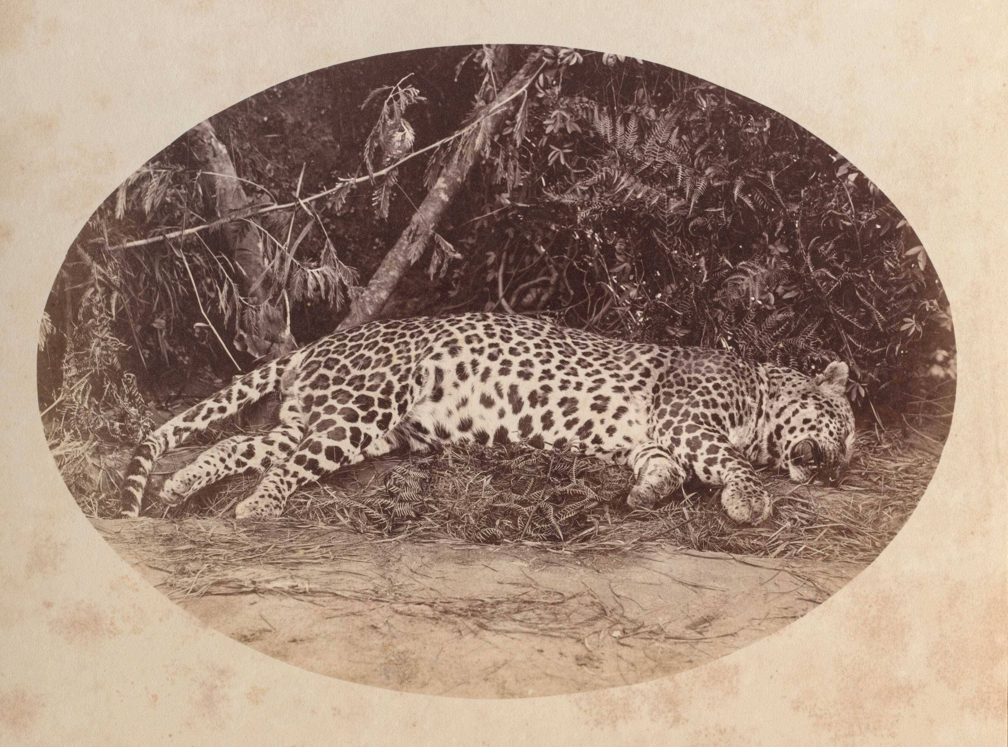 Image of Leopard