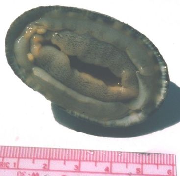 Image of rough keyhole limpet