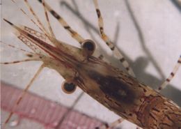 Image of dock shrimp