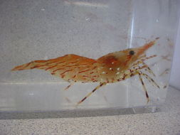 Image of dock shrimp