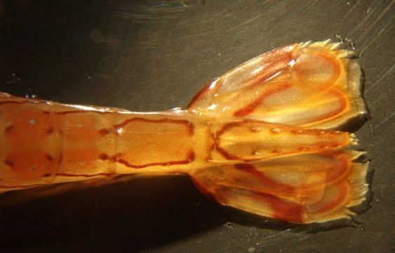 Image of dock shrimp