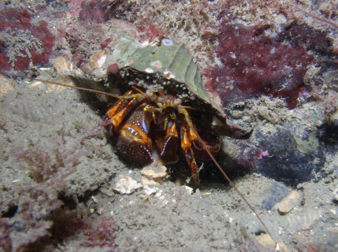 Image of wideband hermit crab