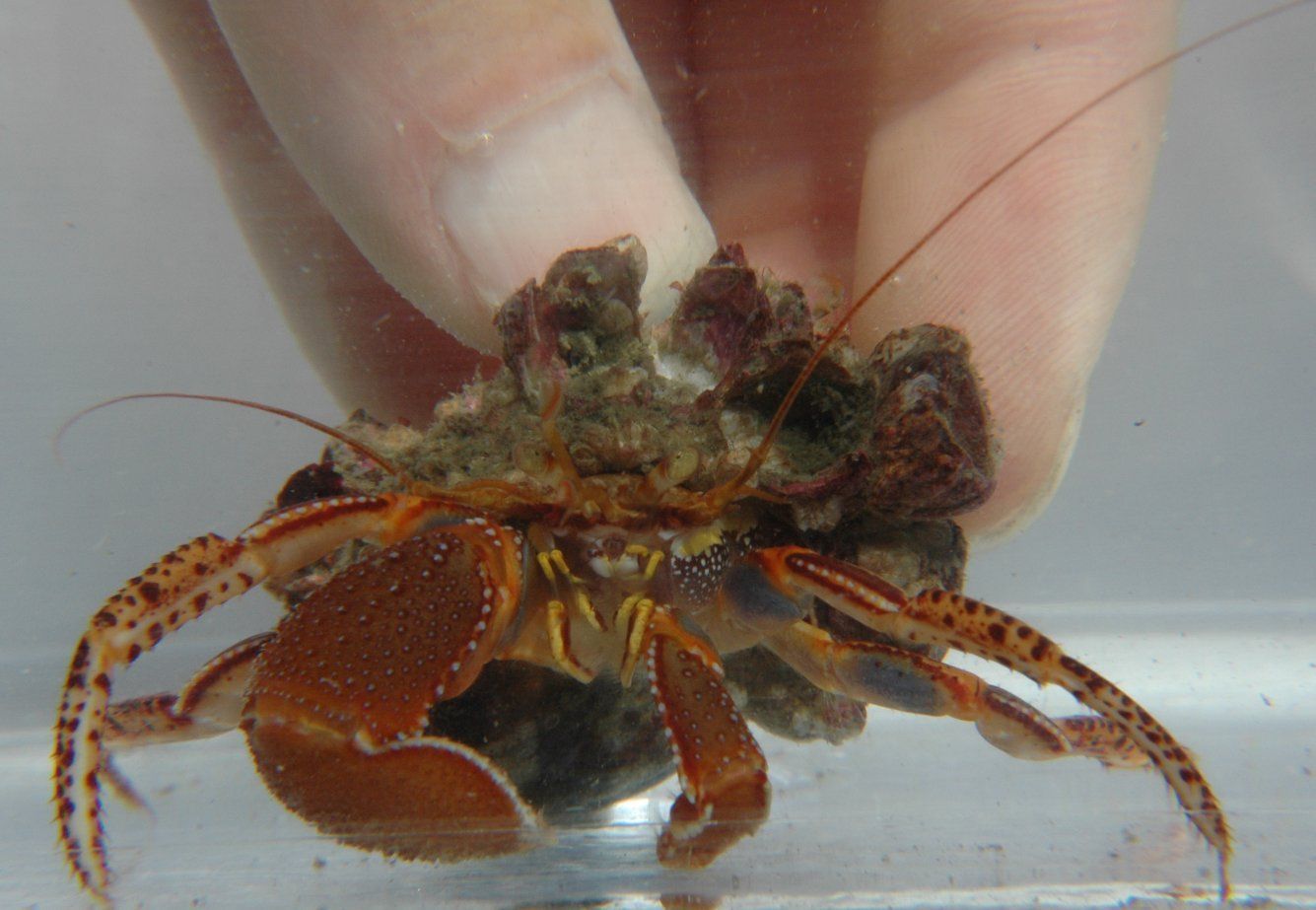 Image of wideband hermit crab