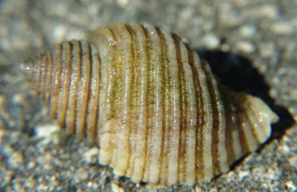 Image of Nucella ostrina (Gould 1852)