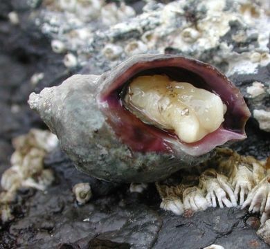 Image of Nucella ostrina (Gould 1852)