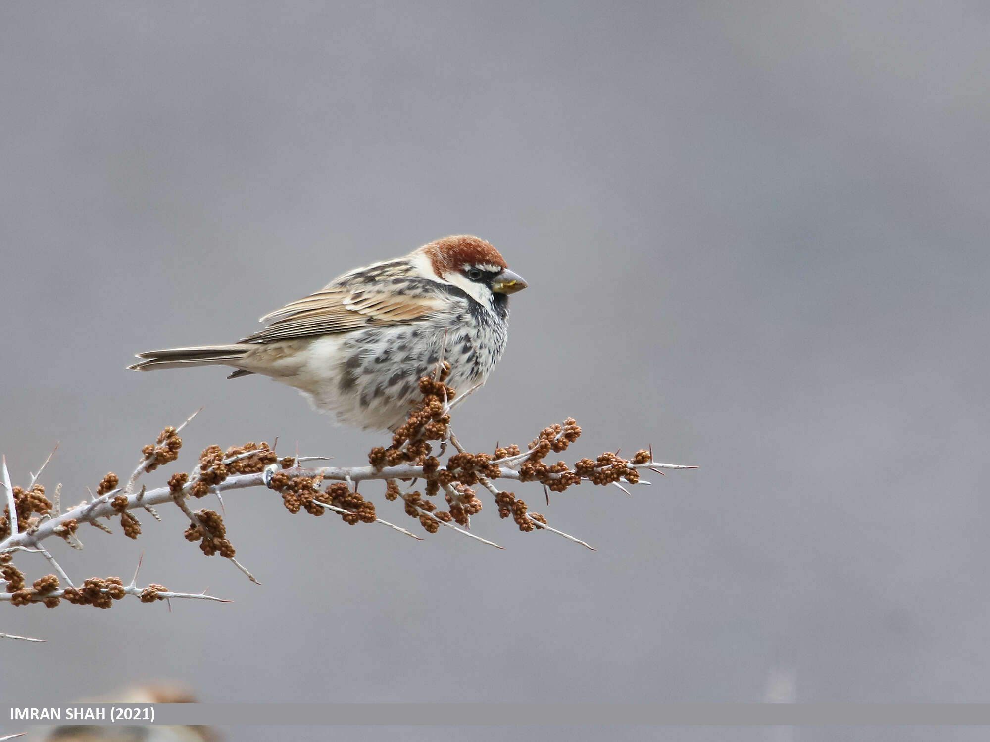 Image of Spanish Sparrow