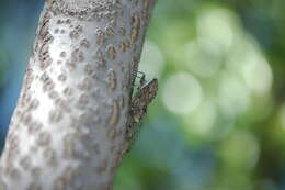 Sivun Cicada barbara (Stal 1866) kuva