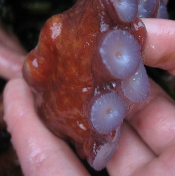 Image of Giant octopus