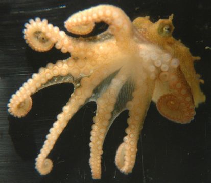 Image of Giant Pacific Octopus