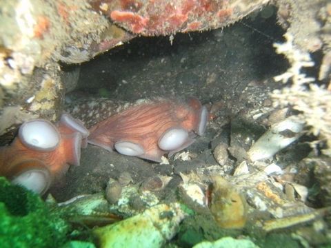 Image of Giant octopus