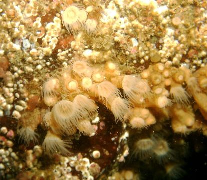 Image of orange encrusting anemone