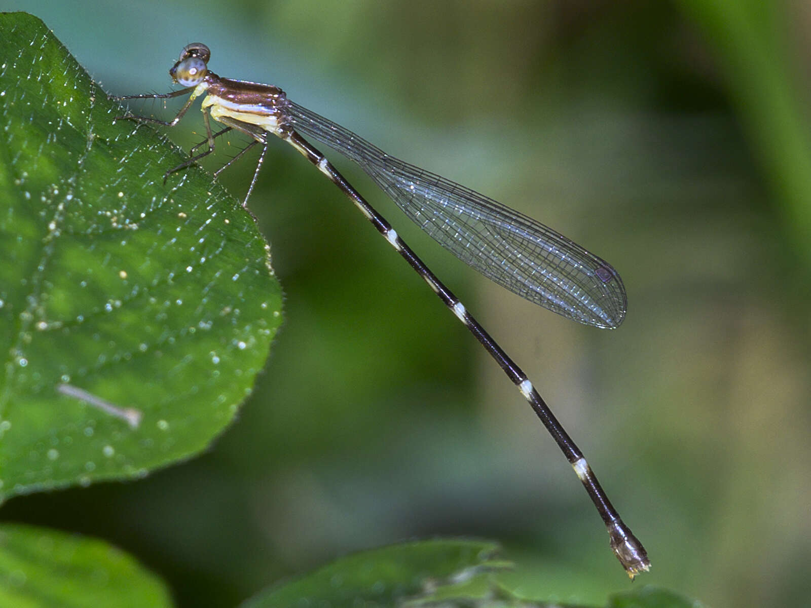 Image of Protosticta sanguinostigma Fraser 1922