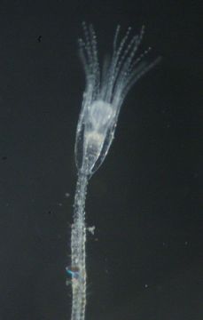 Слика од Orthopyxis everta (Clark 1876)