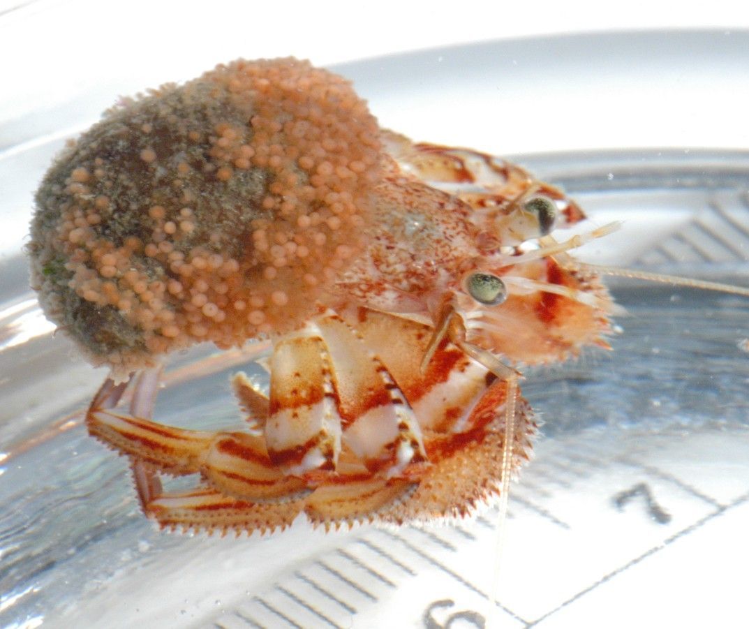 Image of whiteknee hermit crab