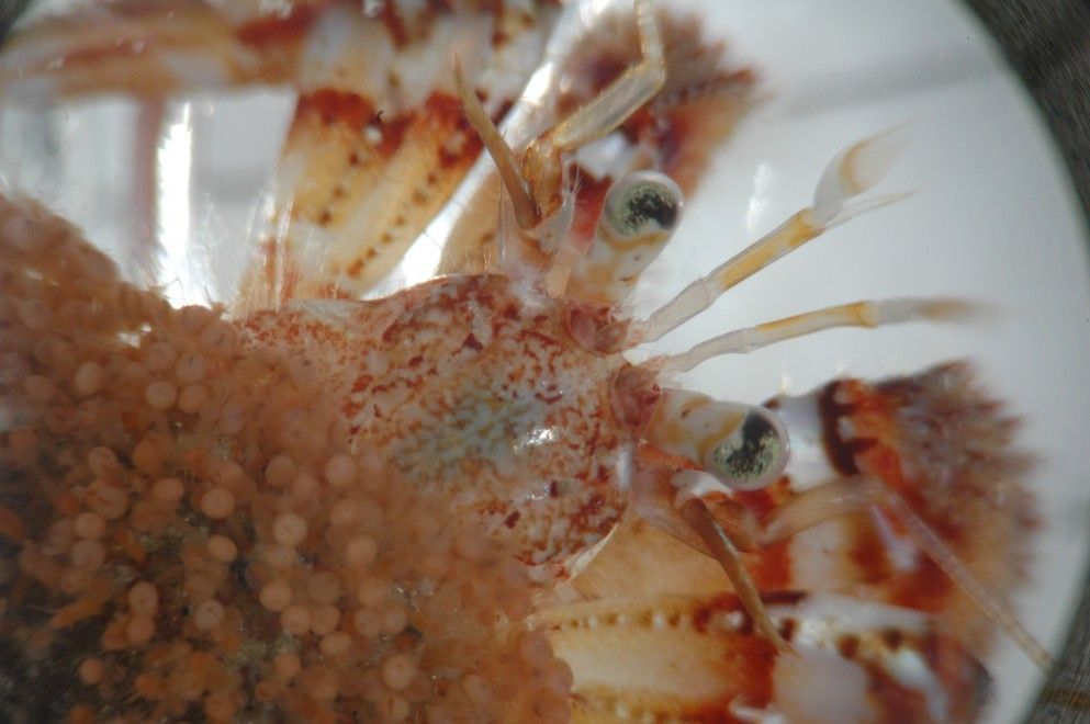 Image of whiteknee hermit crab