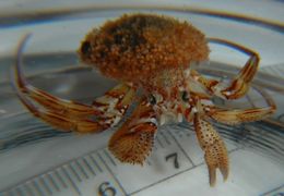 Image of whiteknee hermit crab