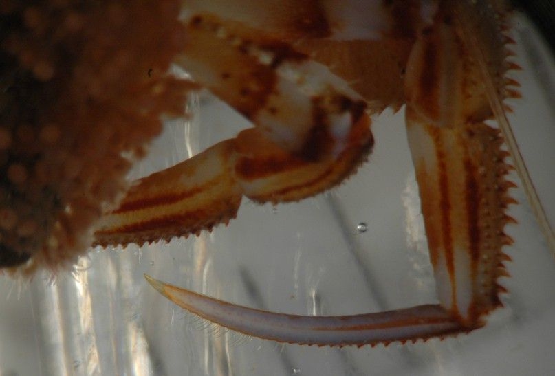 Image of whiteknee hermit crab