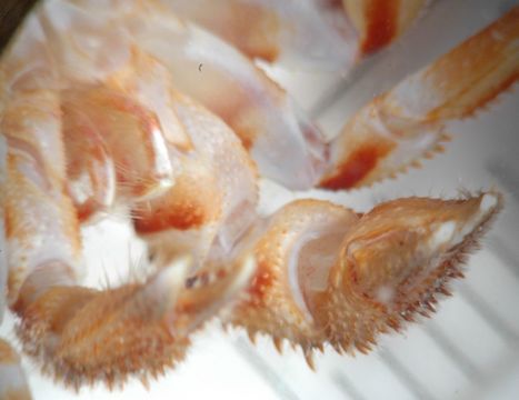 Image of whiteknee hermit crab