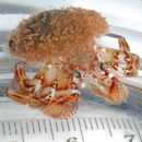 Image of whiteknee hermit crab