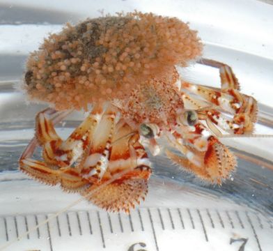 Image of whiteknee hermit crab