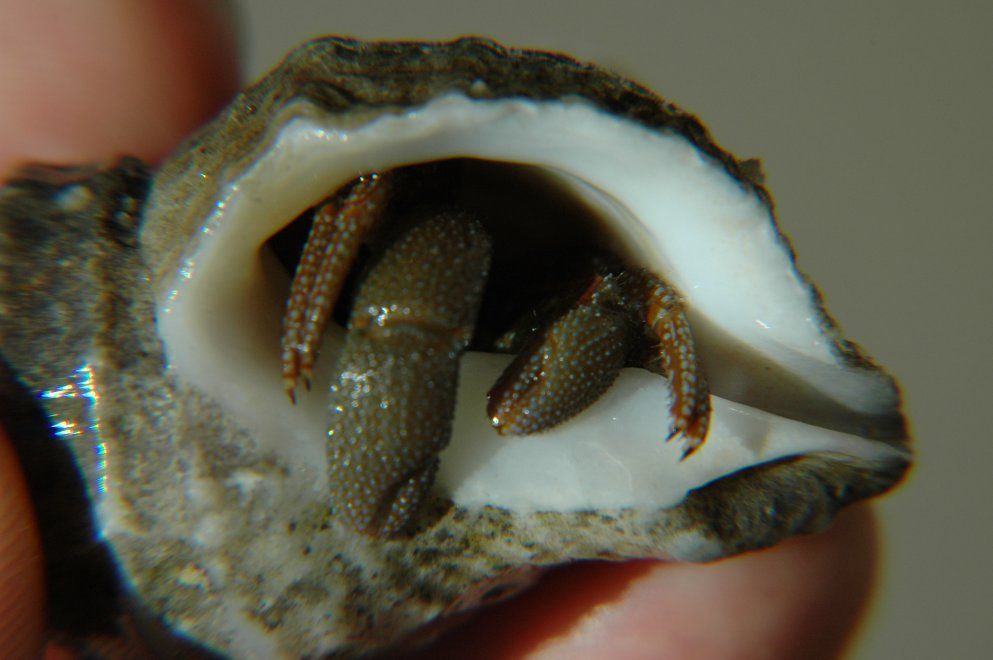 Image of Grainyhand hermit crab