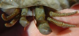 Image of Grainyhand hermit crab