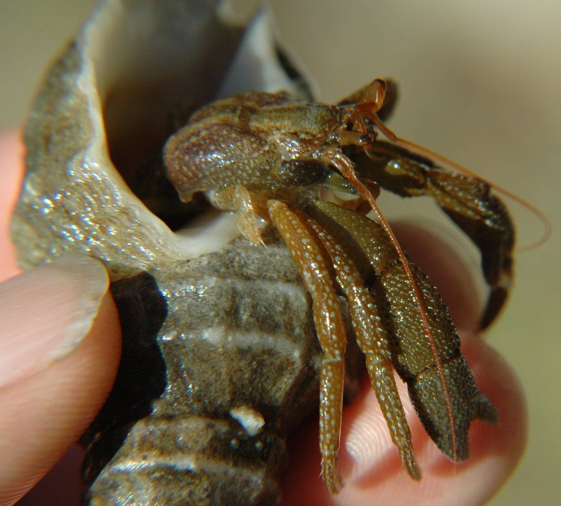 Image of Grainyhand hermit crab