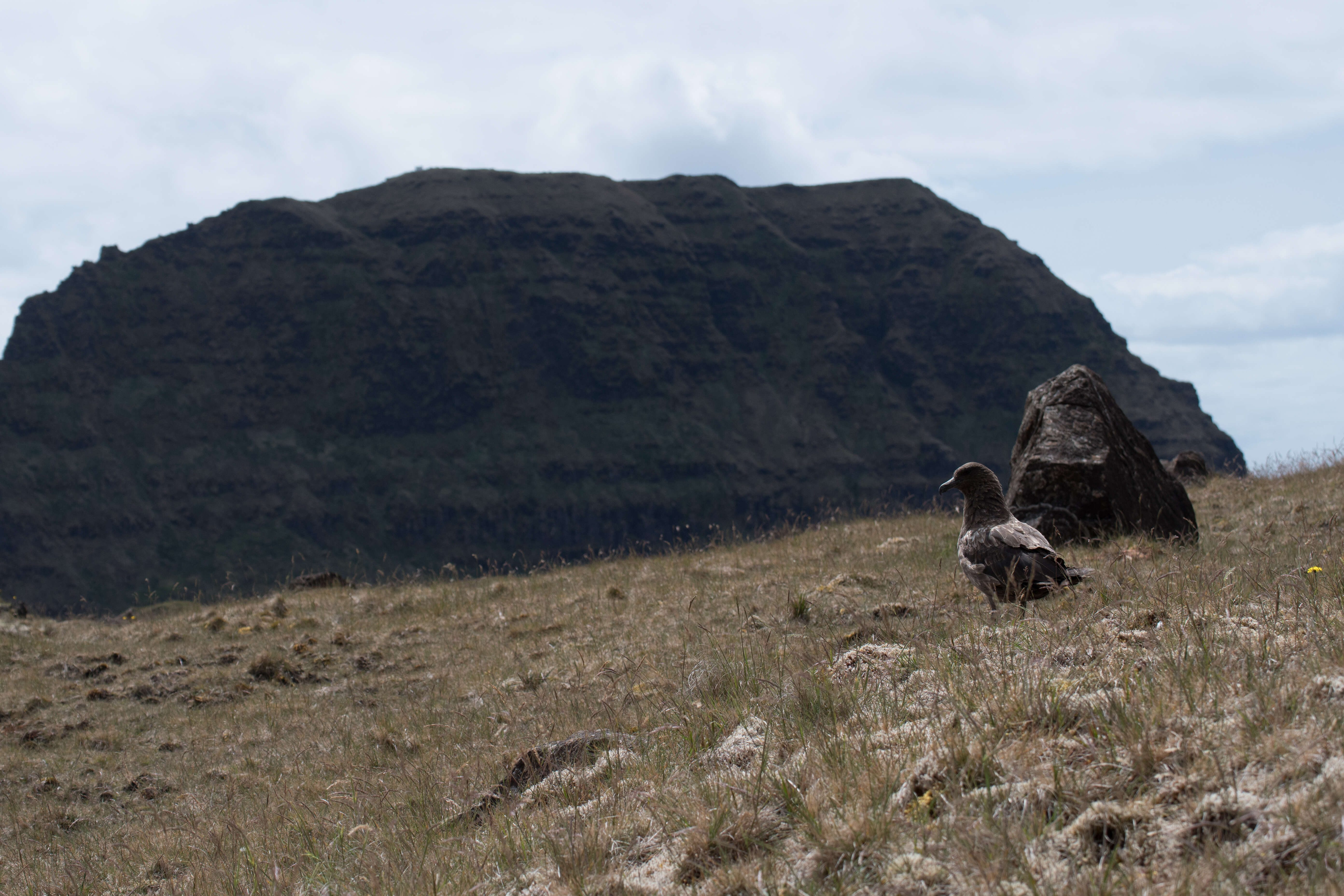 Image of Brown Skua