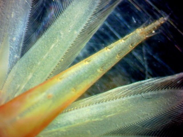 Image of feeble spiny-tailed shrimp