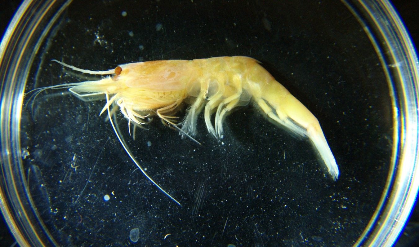 Image of feeble spiny-tailed shrimp