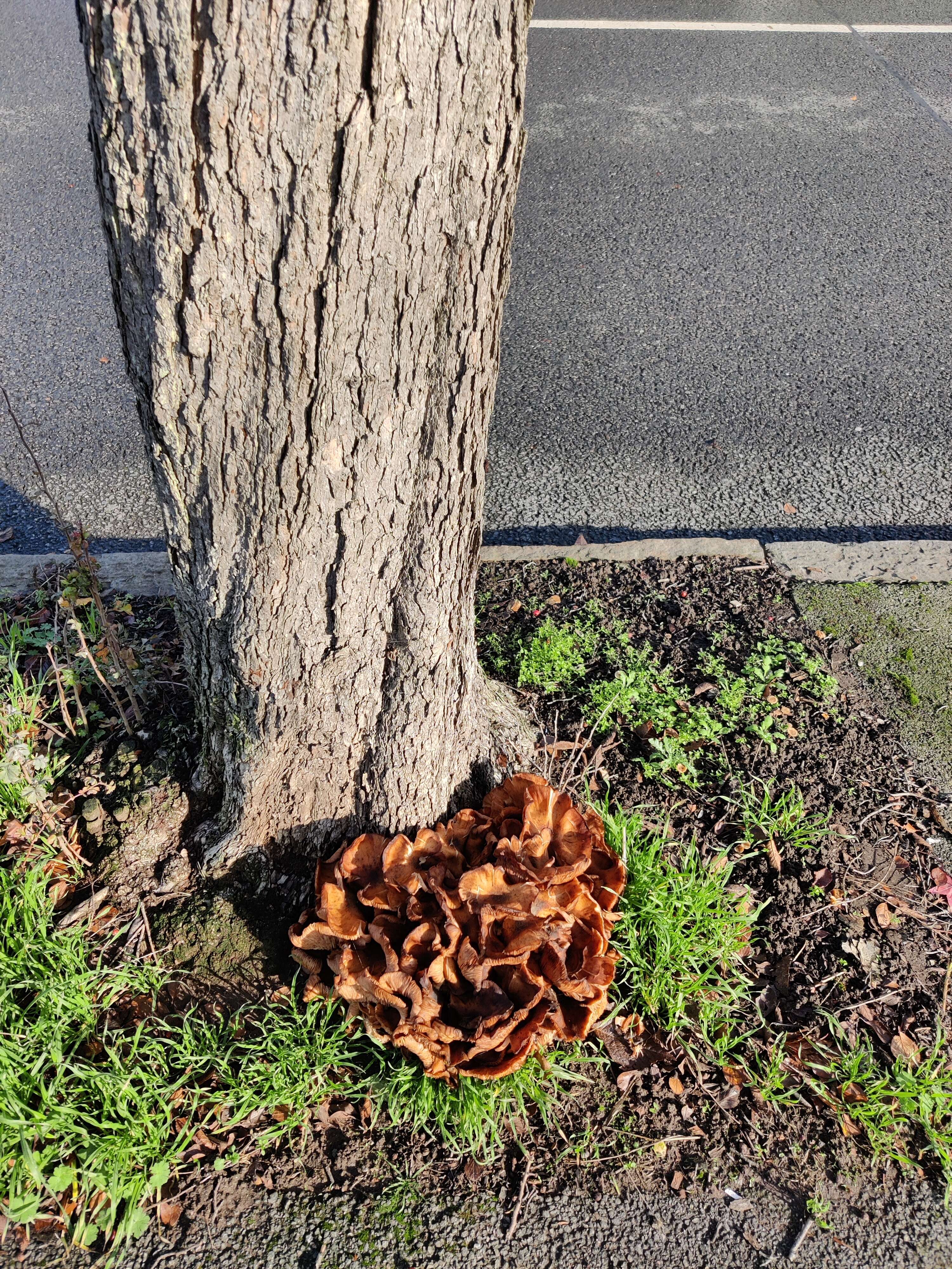 Image of Cockspur Hawthorn