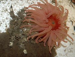 Image of Phyllolithodes J. F. Brandt 1848