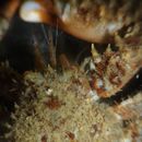Image de crabe royal de Mertens