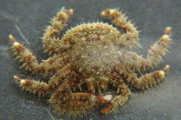 Image of hairy crab