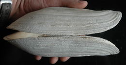 Image of Pacific geoduck