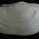 Image of Pacific geoduck