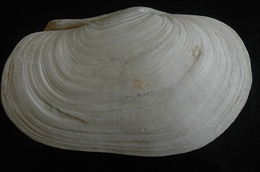 Image of Pacific geoduck