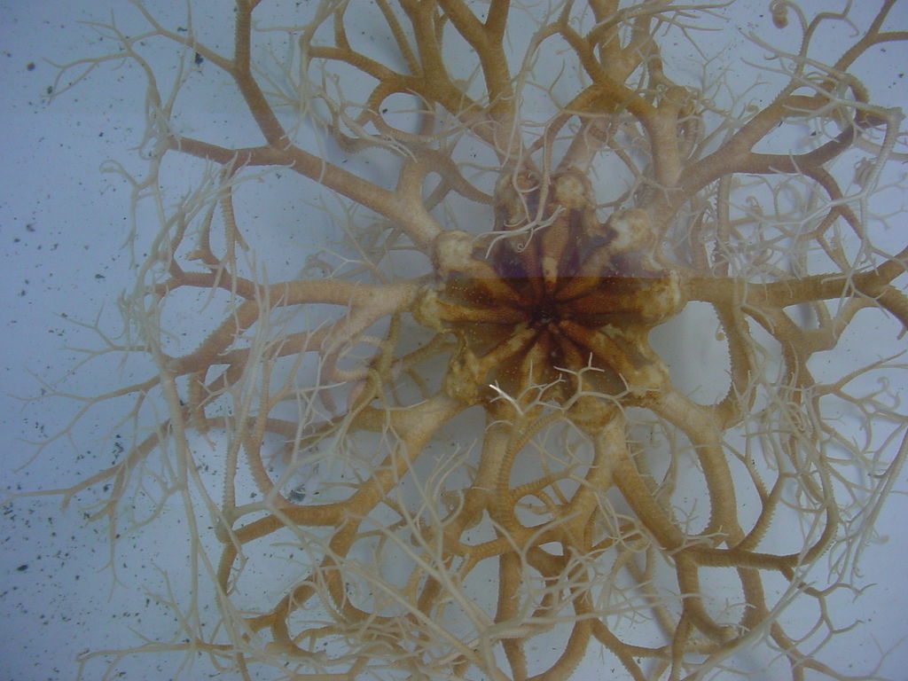 Image of basket star