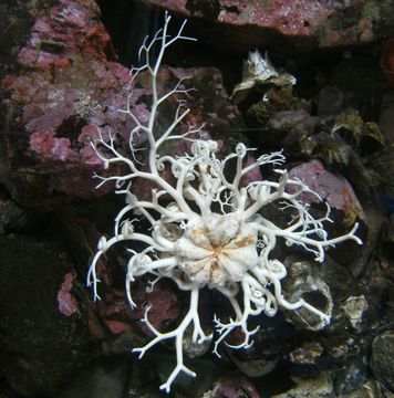 Image of basket star