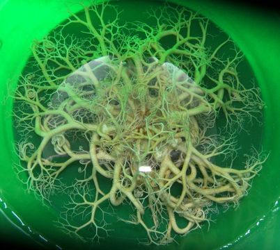 Image of basket star