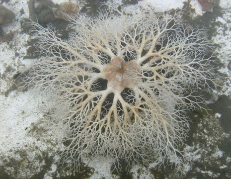 Image of basket star