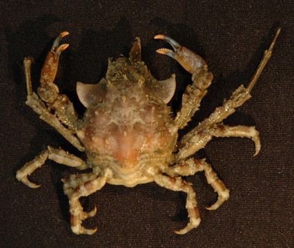 Image of graceful kelp crab