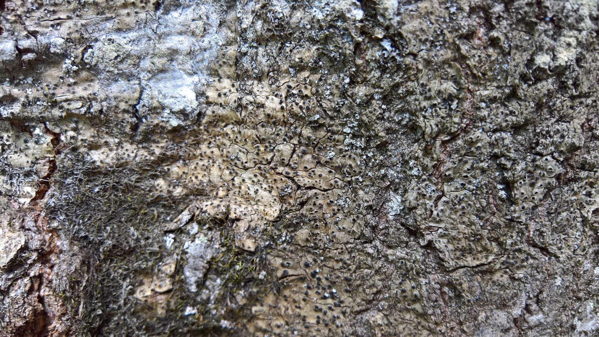 Image of Pyrenula nitida (Weigel) Ach.