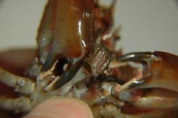 Image of graceful kelp crab