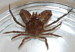 Image of graceful kelp crab