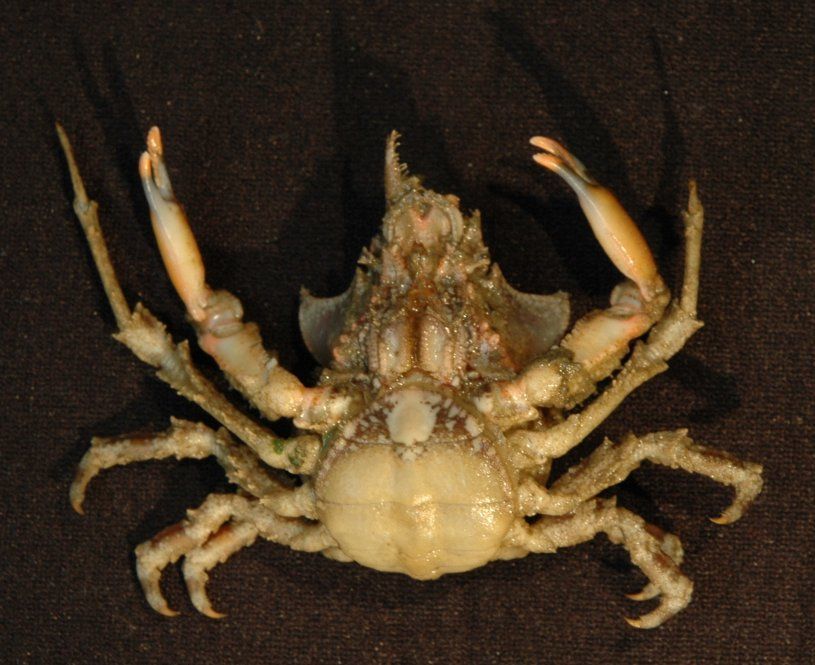 Image of graceful kelp crab
