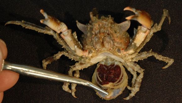 Image of graceful kelp crab