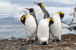 Image of King Penguin