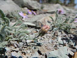 Image of Idaho fleabane